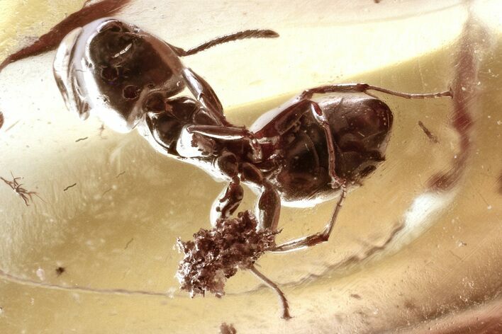 Detailed Fossil Ant (Dolichoderinae) In Baltic Amber #335809